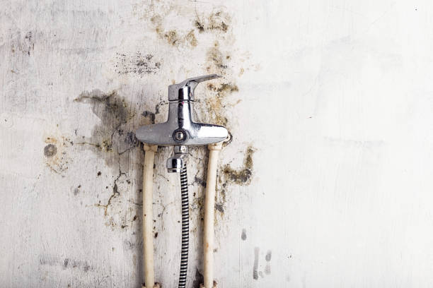 Best Mold Removal Process  in Trucksville, PA