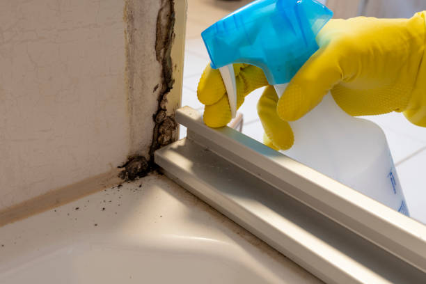 Attic Mold Removal in Trucksville, PA