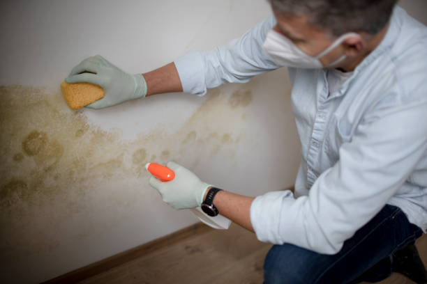 Mold Removal Process in Trucksville, PA