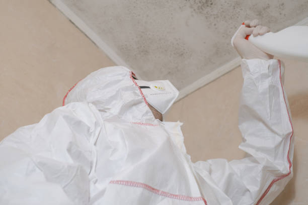 Best Mold Damage Repair  in Trucksville, PA