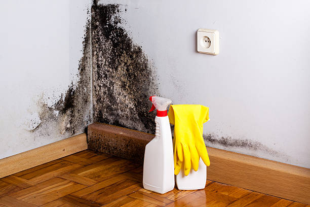 Best Home Mold Removal  in Trucksville, PA