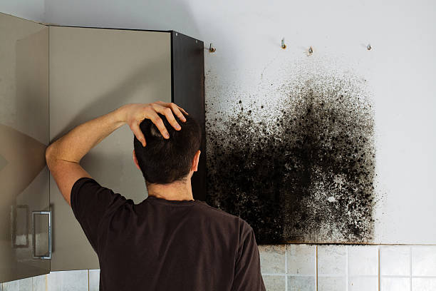 Best Toxic Mold Removal  in Trucksville, PA