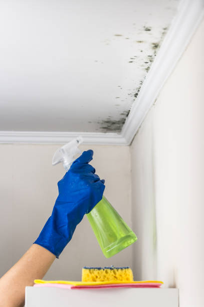 Best Office Mold Removal Services  in Trucksville, PA